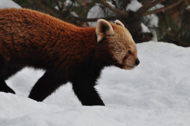 Bewegt sich auch mal: Der Kleine Panda