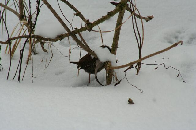 ist da in der Astgabel was zu finden?