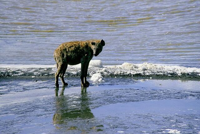 "Den schmutzigen Schwanz zwischen die krummen Beine geklemmt, machte sich die Hyäne eilig aus dem Staub ..."  (Märchen: Löwe, Hase und Hyäne). Wir haben diese Hyäne im Salzsee des Ngorongoro Kraters fotografiert.