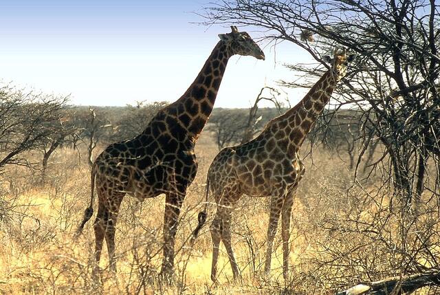 Die "Bescherung bei König Löwe" erzählt u.a., warum es der Giraffe die Sprache verschlug und wie sie zu ihrem langen Hals kam. Erklärungen, die mehr den afrikanischen Legenden entsprungen sind als der Evolution der Tierwelt.
