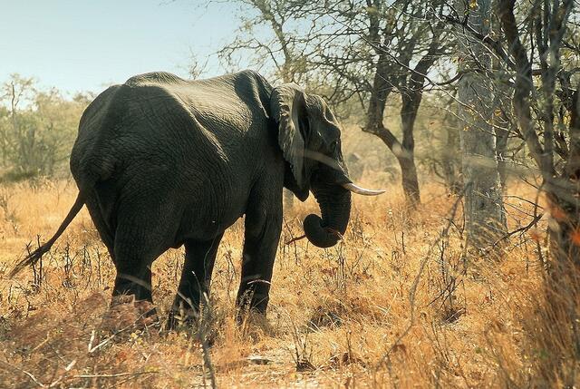 Es war auch "König Löwe", der in dem Volksmärchen über die "Bescherung" den Elefanten die Stoßzähne schenkte. Und weil der Elefant dadurch keine Luft bekam, erhielt er vom Löwen noch den langen Rüssel.