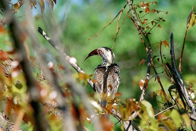 Der betörende Gesang des Zaubervogels: „… doch die Ohren der Kinder vernahmen nicht wie betörend er singen mochte; sie hackten, hackten und hackten immer weiter …“ (Bild ist aus dem Okavango Delta)