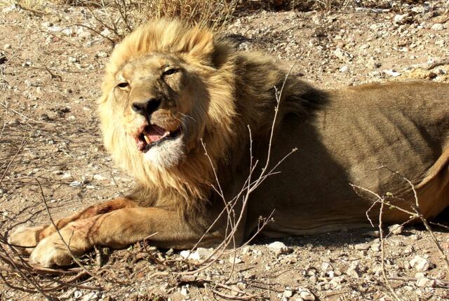 „Bescherung bei König Löwe“ – eine Geschichte der Khoi, in der die ersten Tiere Schwänze, Hörner und Felle von König Löwe erhalten. --- Unser Löwe scheint sich allerdings lieber am Fuße des Waterberges in Namibia auszuruhen …