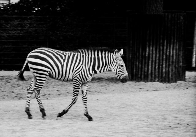 Von der Afrika-Landschaft träumte dieses Zebra damals noch nicht.
