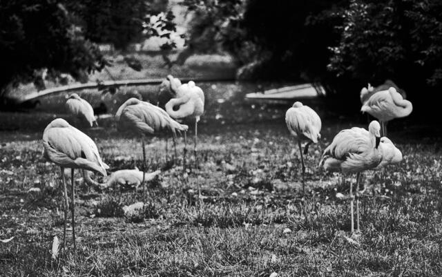 Die Flamingis lebten noch nicht am "Sambesi"