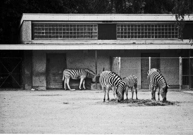 Das alte Zebragehege