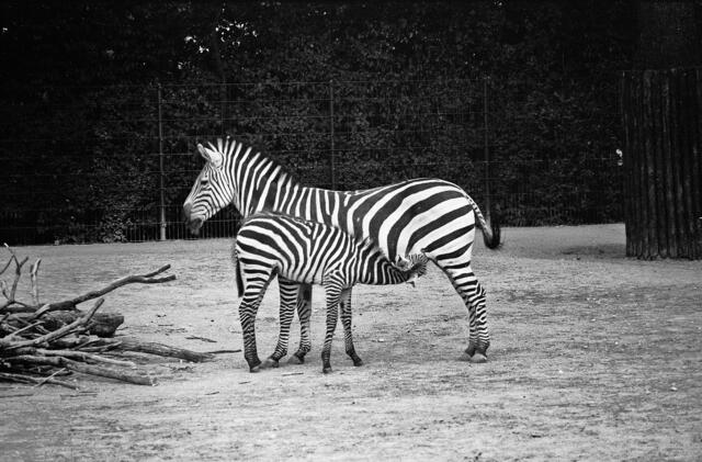 Mutter- und Kind-Gruppe im Zoo Hannover