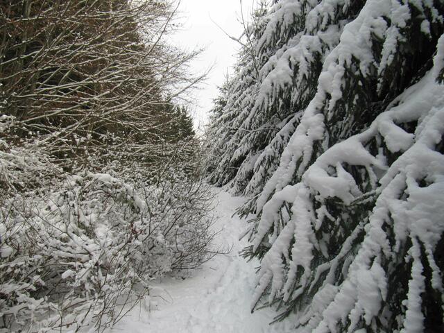 ... im Zauberwald ...