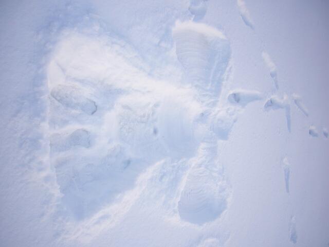 Ein Schneeengel