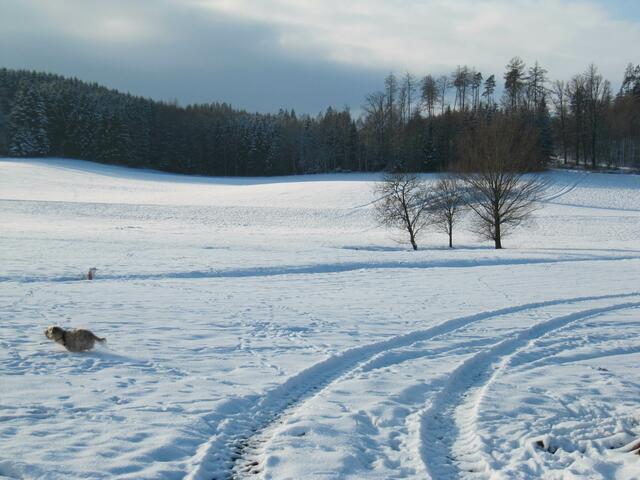 Linda fetzt begeistert durch den Schnee ......