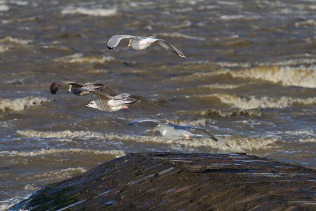 Möwen über grauem Wasser