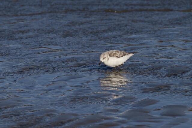 Kein Sonder- sondern ein Sanderling ;-))    Danke, Gerhard!