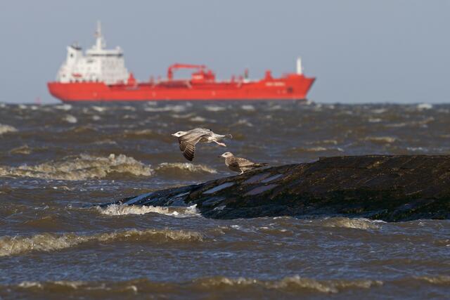 Möwen vor einem Frachter