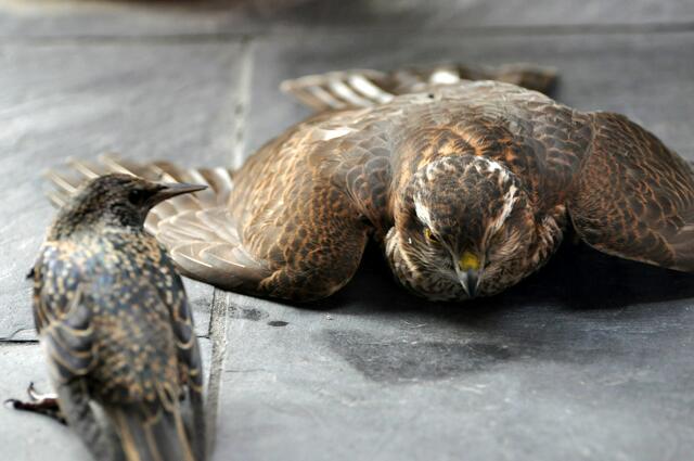 Bin mir jedoch nicht sicher um welche Vögel es sich genau handelt