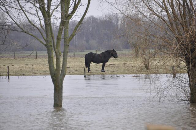 Auf der anderen Seite steht der kräftige Vierbeiner und hält Abstand von den Fluten.