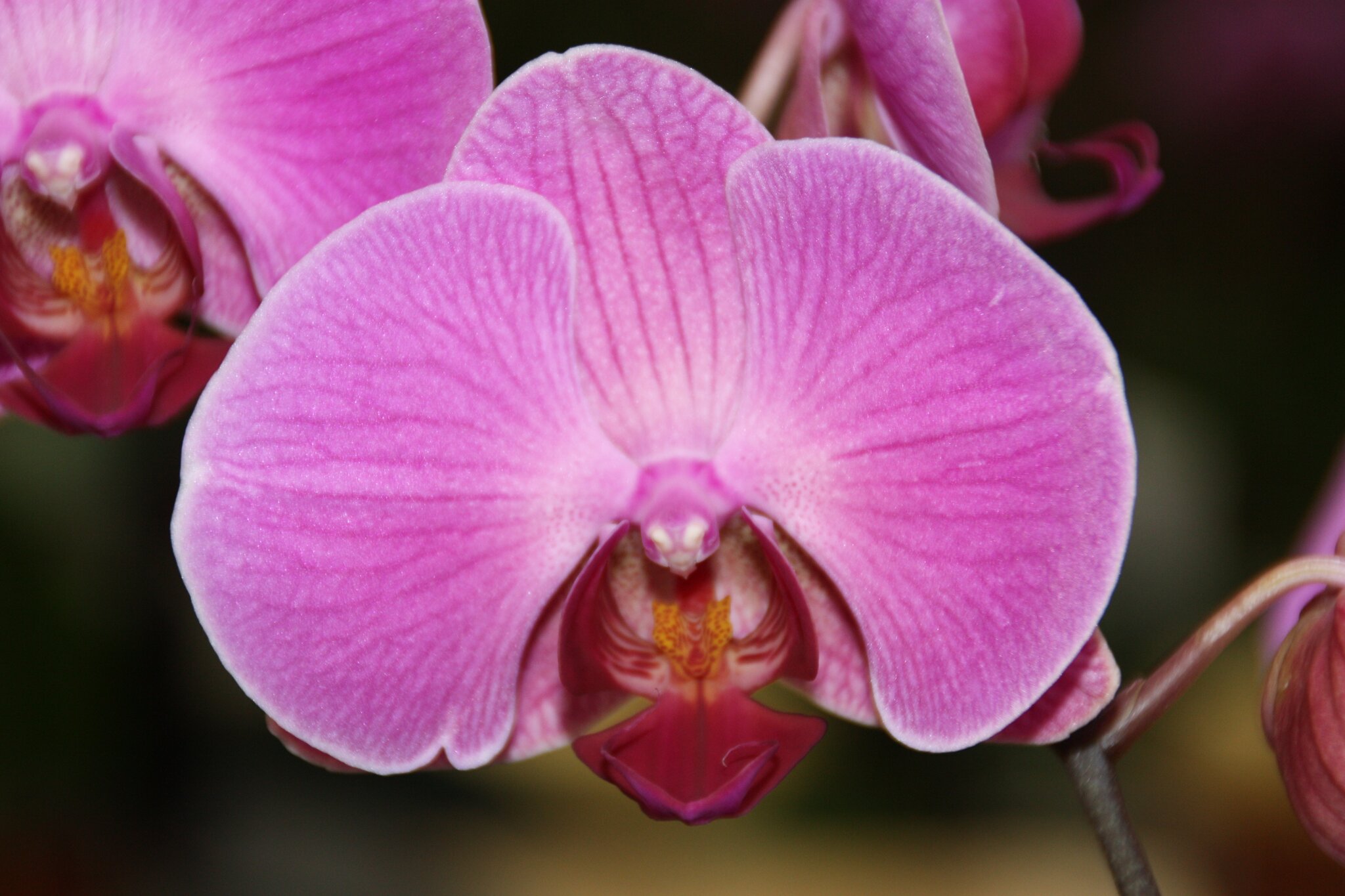 160-teiliges Miniatur Blumen Set Mit Schmetterlingen & Bienen - Deko Für DIY & Nailart