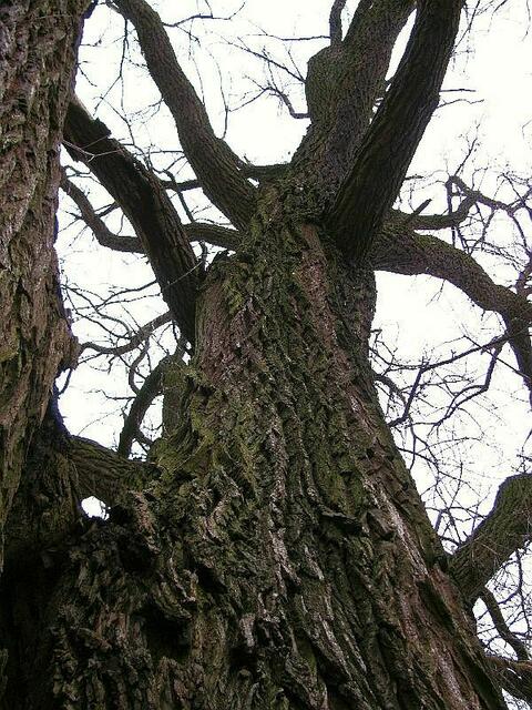 Alte "Recken"