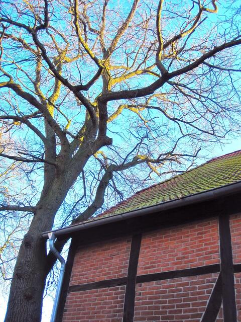 Alter Baum und Fachwerk