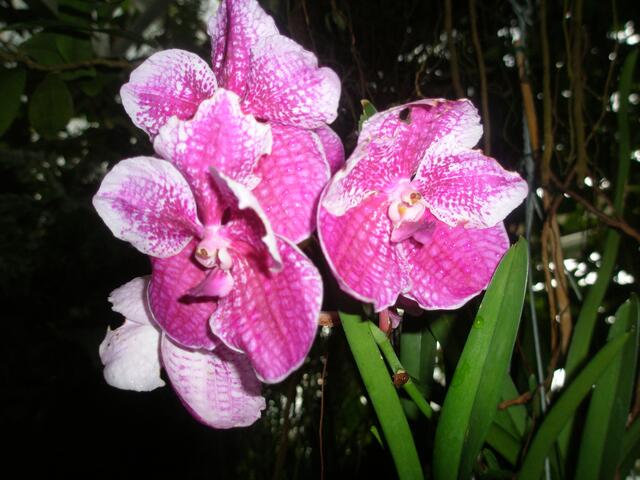 Vanda