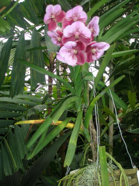 Eine Vanda
