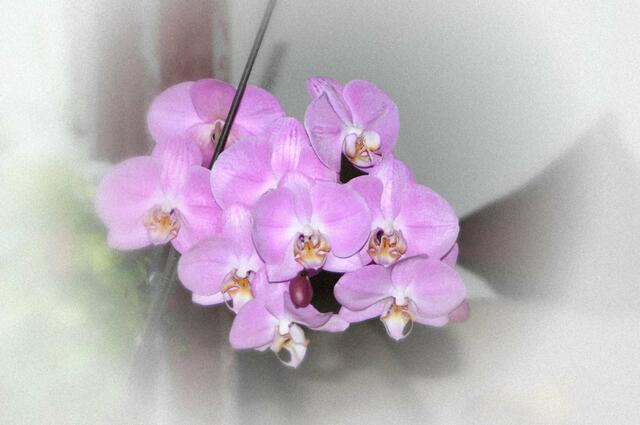 Phalaenopsis