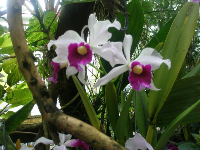Cattleya