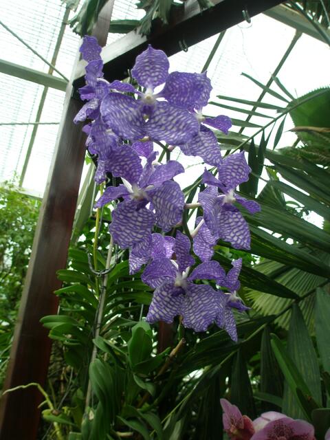 Vanda coerulea in blau, weiß gestreift, vermutlich eine Naturform.