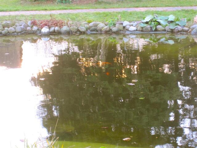 Goldfische im Teich