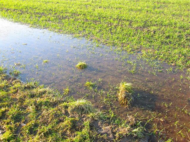 Hochwasser auf dem Feld