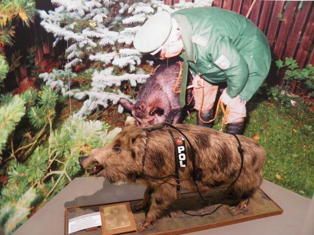Drogenwildschwein
