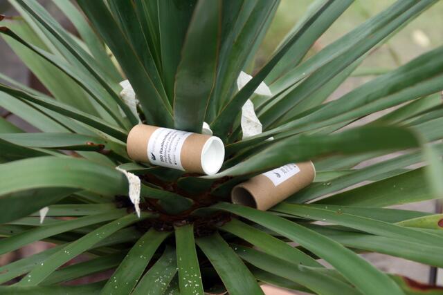 Auch an den Wänden der Packungen sitzen noch viele Tierchen. Also auch an die Pflanzen legen.