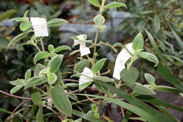 Die "milbigen" Papierstreifen dann in Pflanzen verteilen