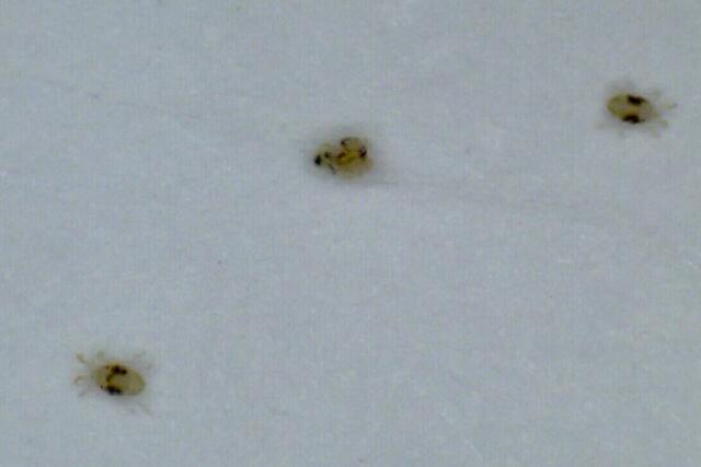Spinnmilben, kleiner als die Raubmilben und nicht so beweglich.