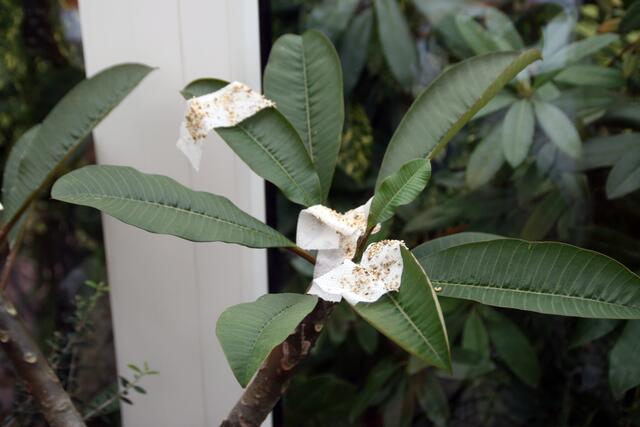 Die Spinnmilben sitzen meist in den Spitzen der Triebe. Hier also bevorzugt angreifen