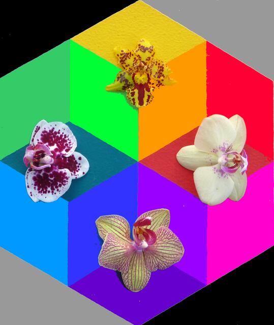 "FALSCHer ars-evolutoria-Farbkreis": 6 Grundfarben im äußeren Rauten-Ring. 6 sekundäre Farben innen. a&s-28-1-11. Orchideen-Symbolik: P.O.Runges Universums-Theorie