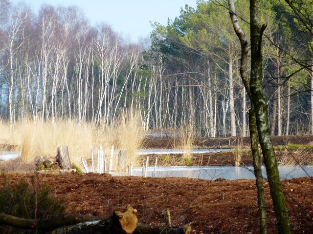 Blick ins Moor