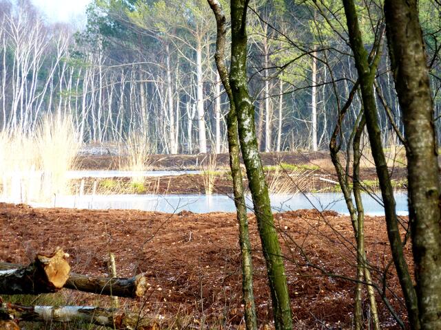 Die Sonne lässt die Birkenstämme und das hohe Gras im Hintergrund leuchten.