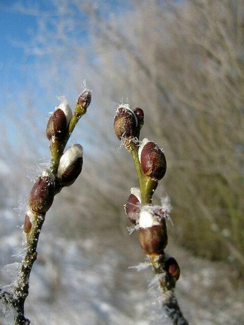 Weidenknospen mit Rauhreif