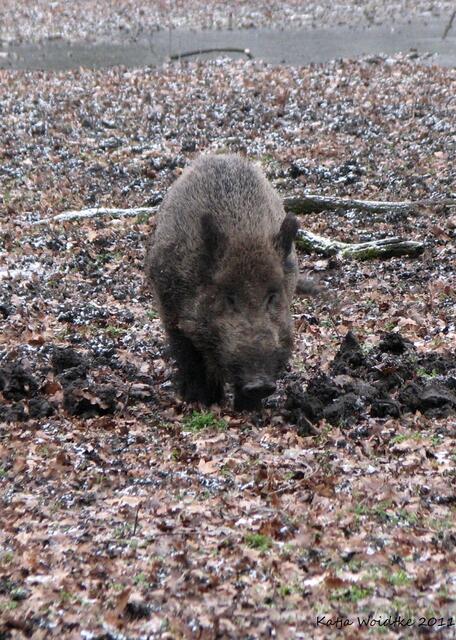 Keiler im Schwarzwildgehege im Tiergarten Hannover (©Katja Woidtke)