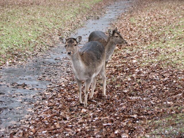 Damwild im Tiergarten Hannover (©Katja Woidtke)