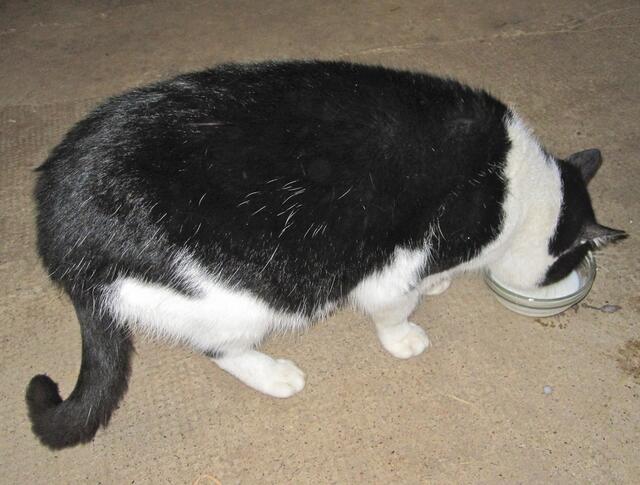 Hier sieht man den Bauch und die dicken Beine ganz gut