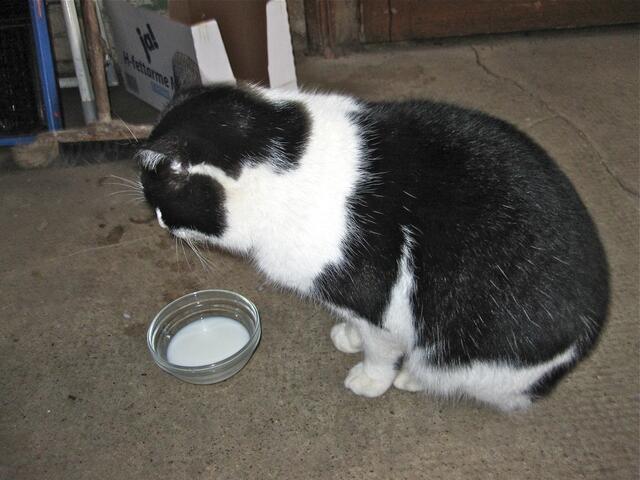 Ein Klops von Kater