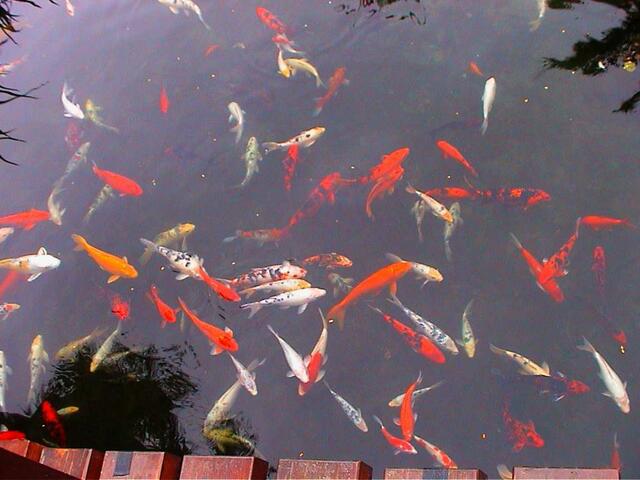 Für die gescheckten japanischen Goldfische werden unter Liebhabern unglaublich hohe Preise gezahlt.