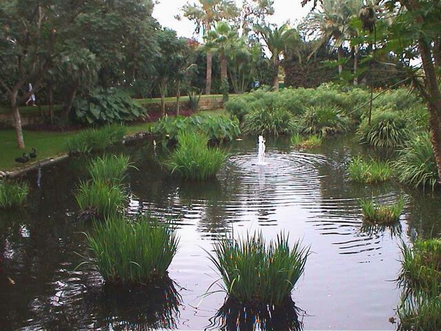 Der Teich mit Springbrunnen macht einen natürlichen Eindruck, am Ufer schwarze Schwäne.