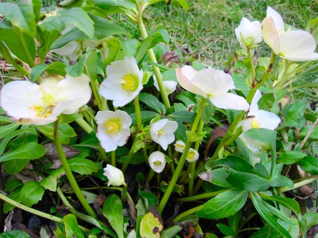 Christrose