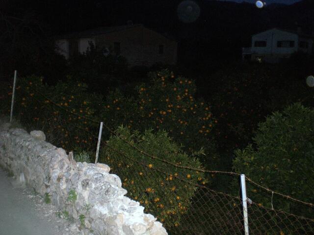 Soller hat weitläufige Orangenplantagen. Leider war es schon am Dämmern, als wir sie uns angeschaut haben und die Bilder sind halt dementsprechend.