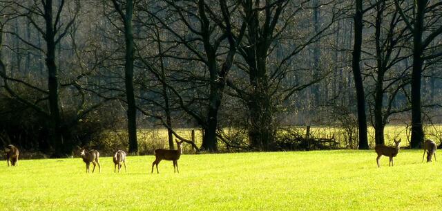 Rehe auf einer Lichtung in Isernhagen