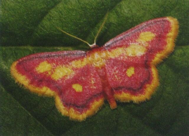 Juli "Purpurstreifen-Zwergspanner"