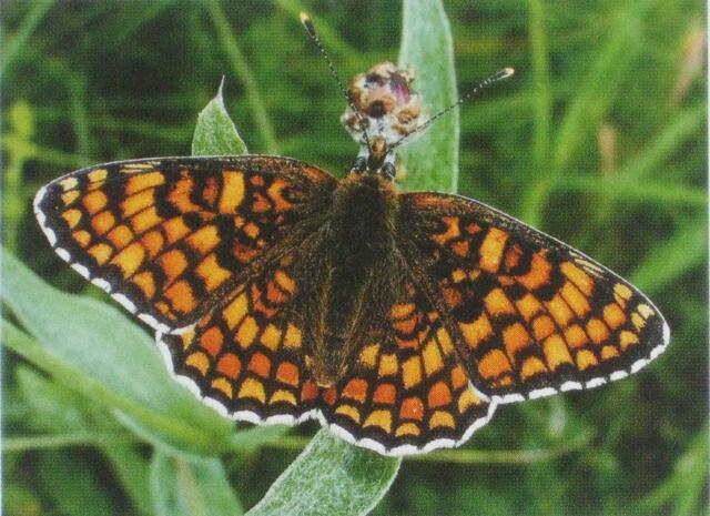 Titelbild Flockenblumen-Scheckenfalter