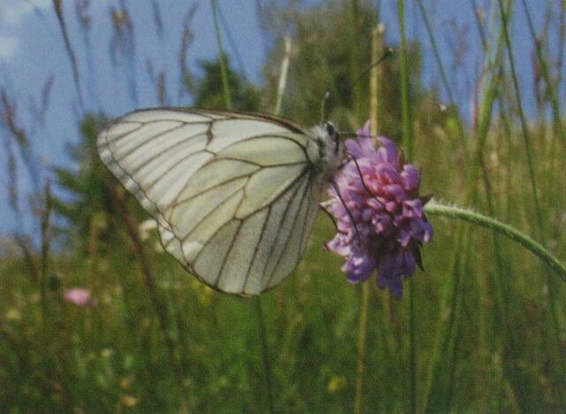 August "Baumweißling"